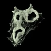 Post Images